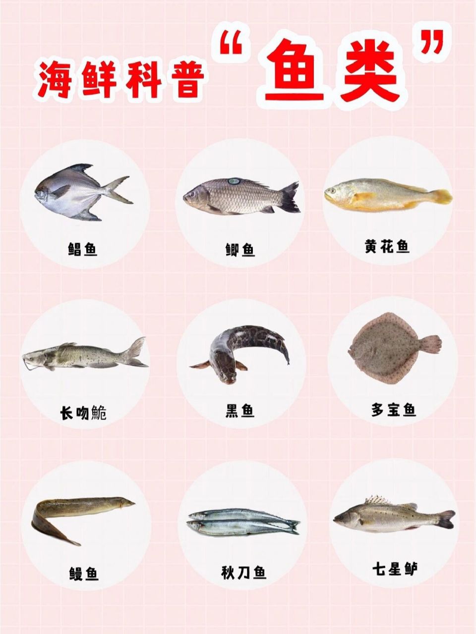 海鲜常见的鱼类 食物小知识|海鲜科普第三弹7515鱼品种大揭密既然
