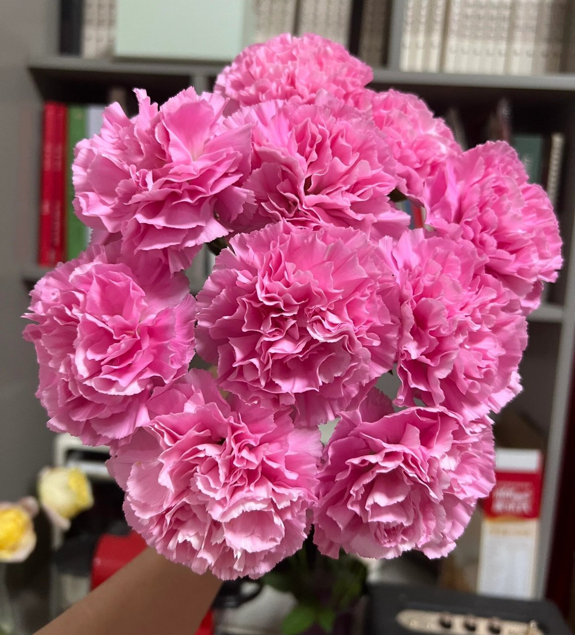 康乃馨|小桃红  53. 小桃红. 桃红色,好开,开放度大,花朵很圆.