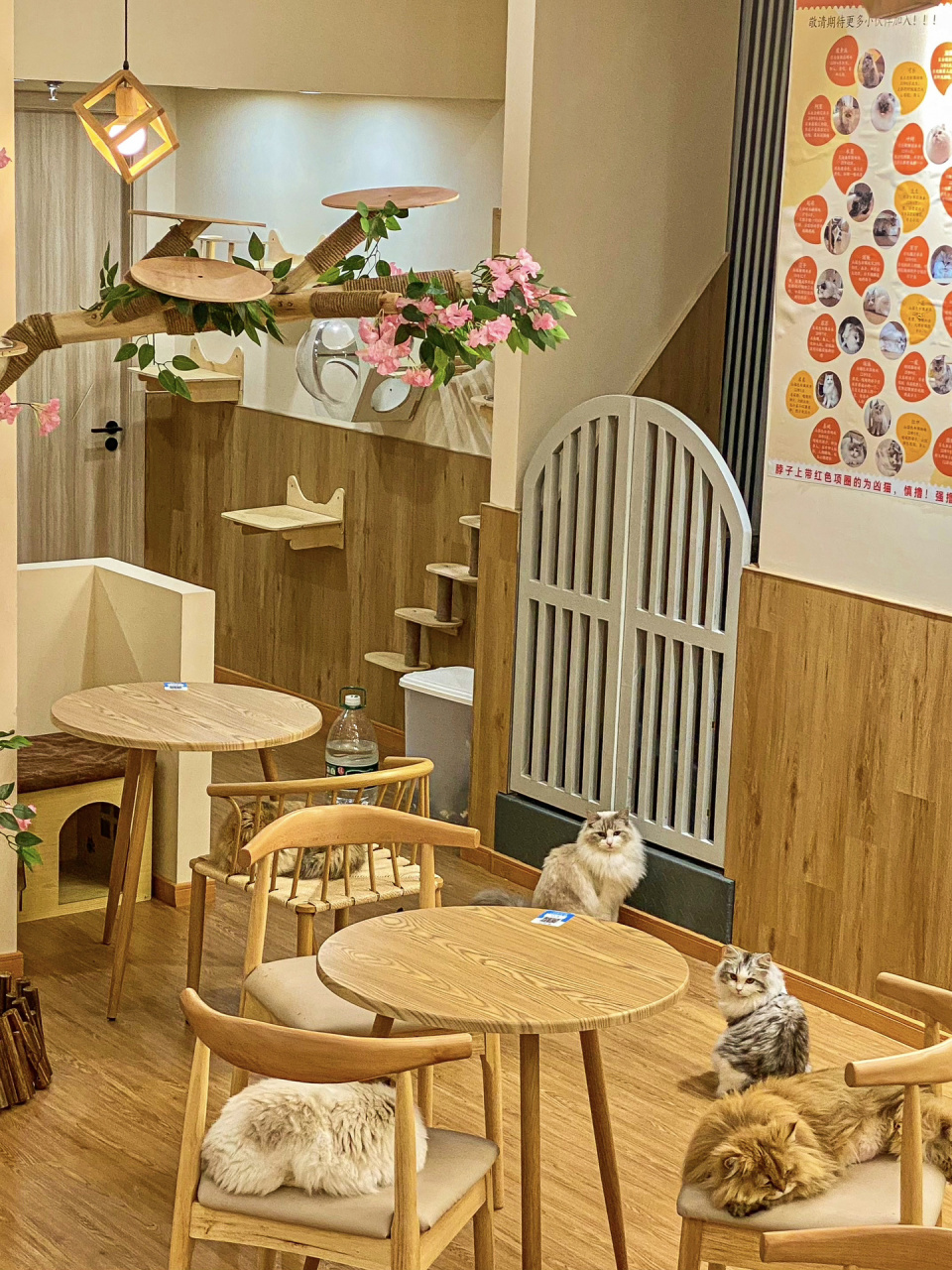 是我最喜欢的猫咖店了!