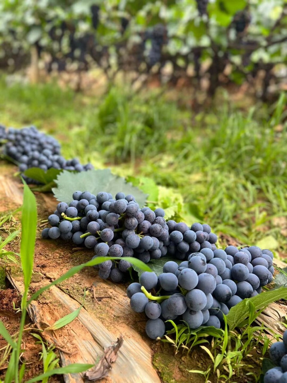 🍇无籽夏黑葡萄蓝紫色的外表,嫩绿的果 🍇无籽夏黑葡萄 蓝紫色的