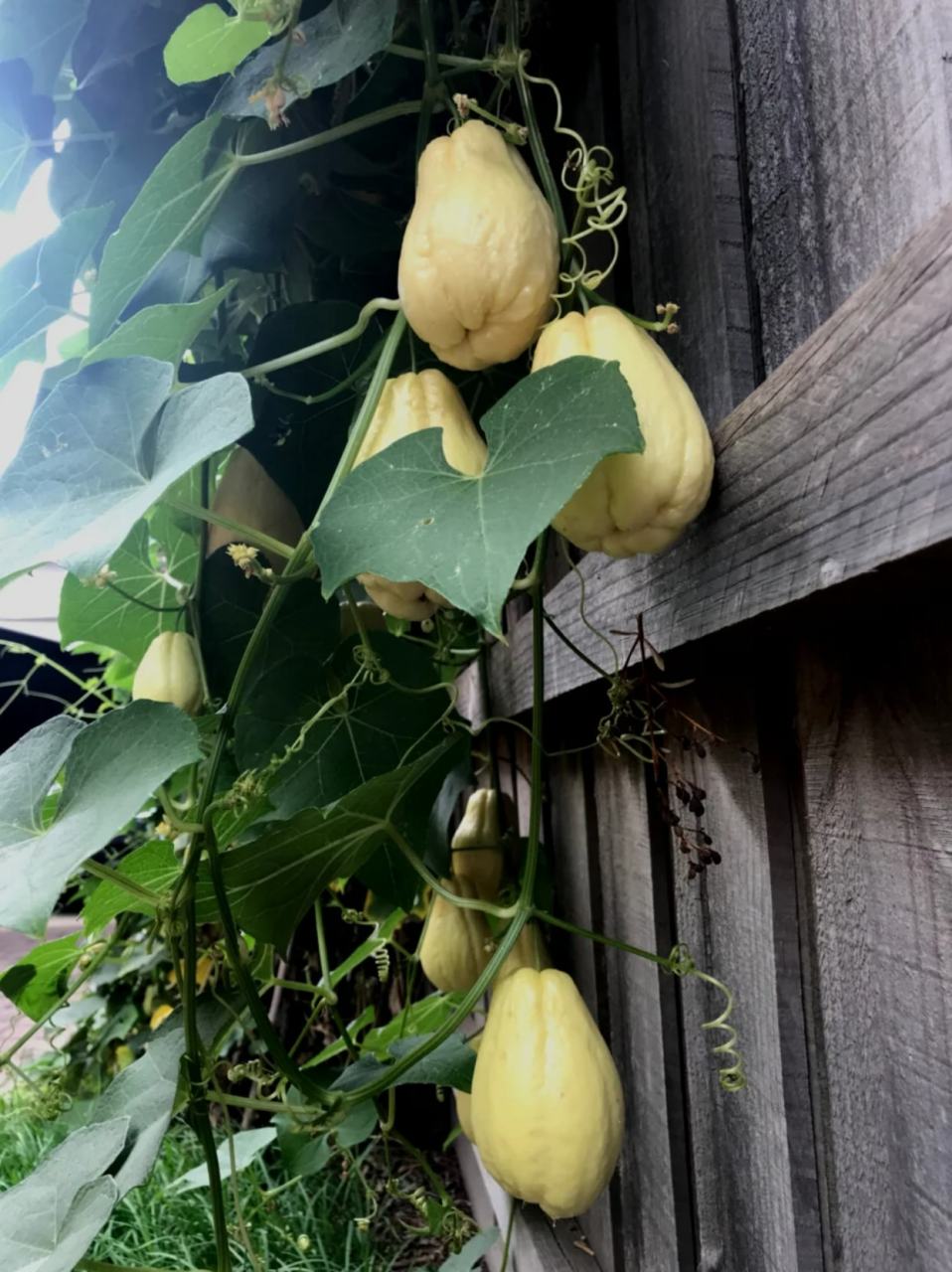 瓜藤攀架图 98我最喜欢看瓜架上吊满瓜的模样
