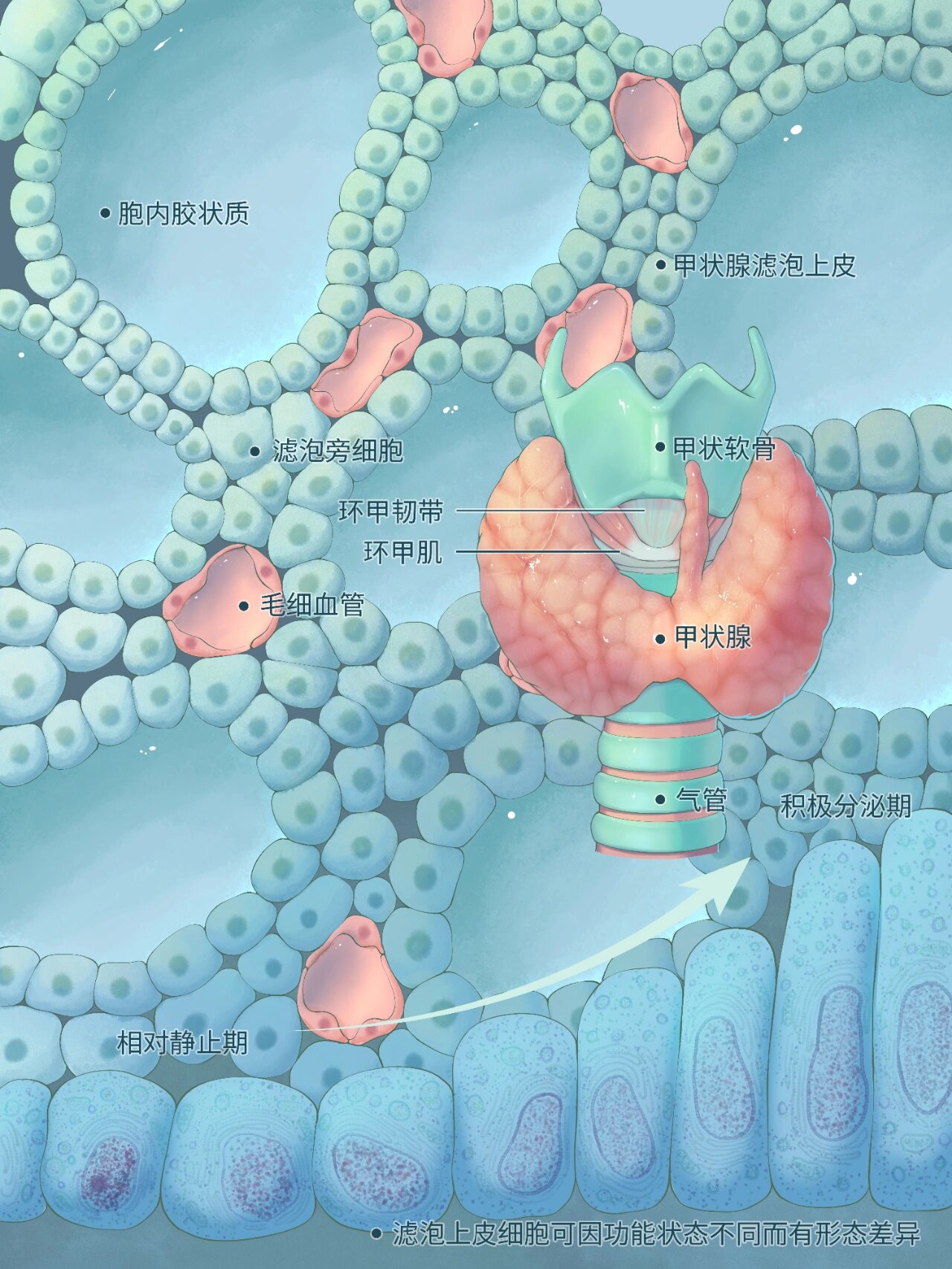 甲状腺上极图片