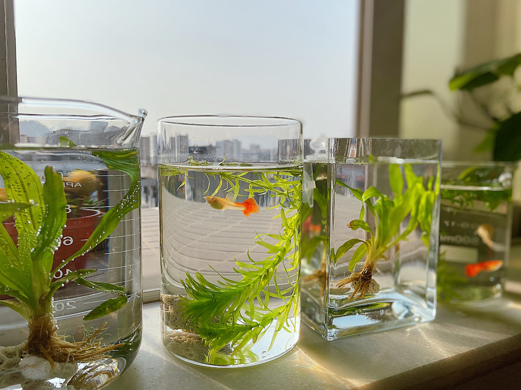 孔雀鱼晒晒太阳,水草在生产氧气 下午太阳又晒进来了,给孔雀鱼晒晒