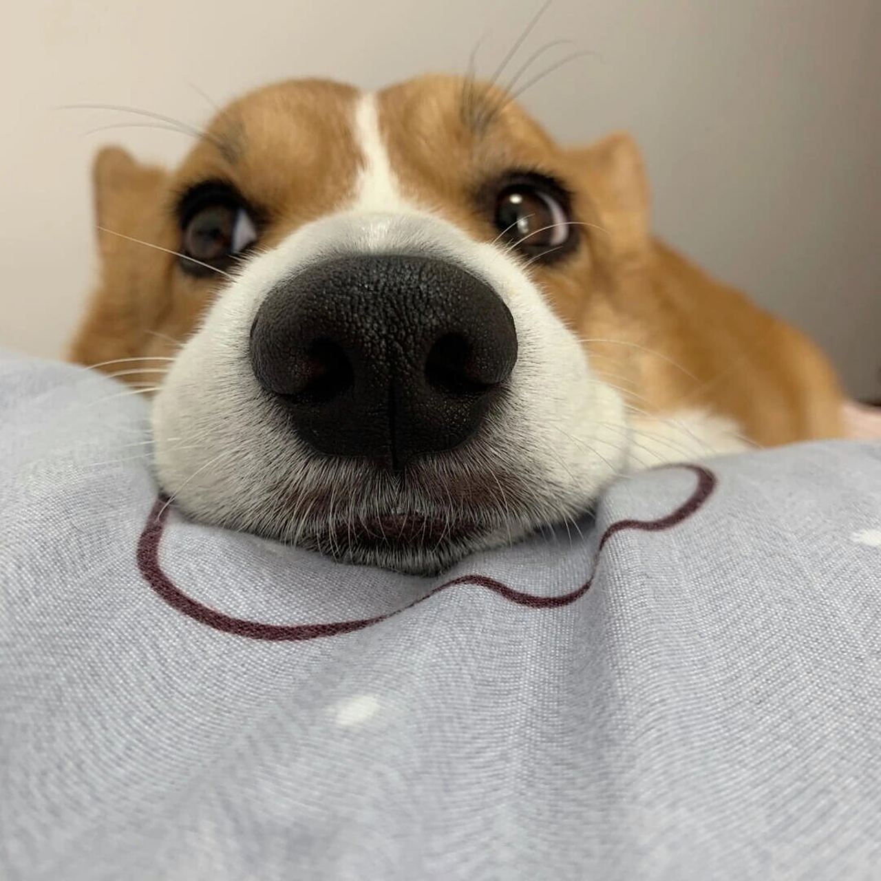 沙雕的修狗头像9898  抱回家