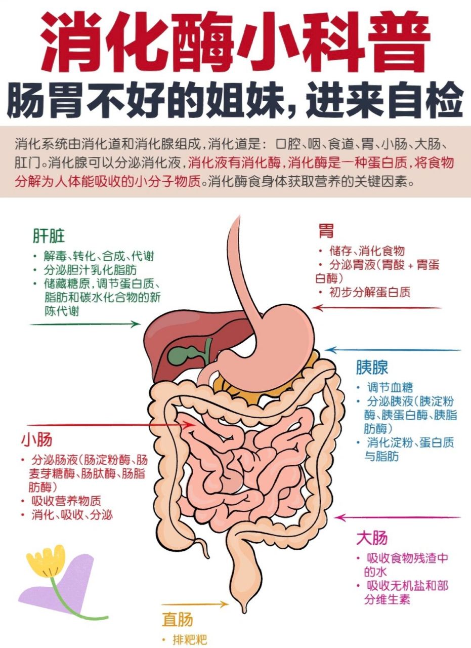 敏宝长肉一定要补充消化酶!