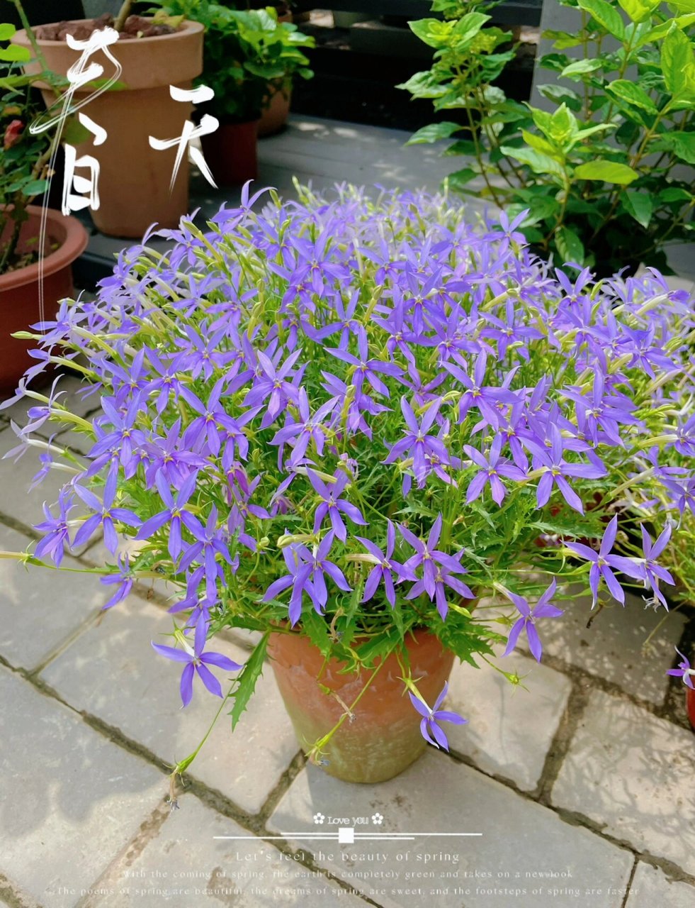 今日一花 ～彩星花 中文学名  彩星花 拉丁学名  lsotoma longiflora