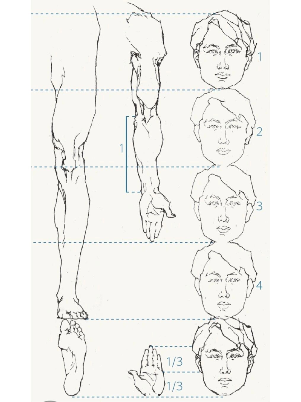 速写人体比例基本知识图片