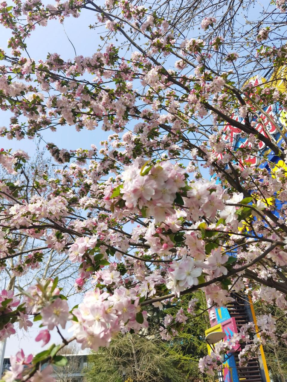 花海里的城阳(新天地广场)