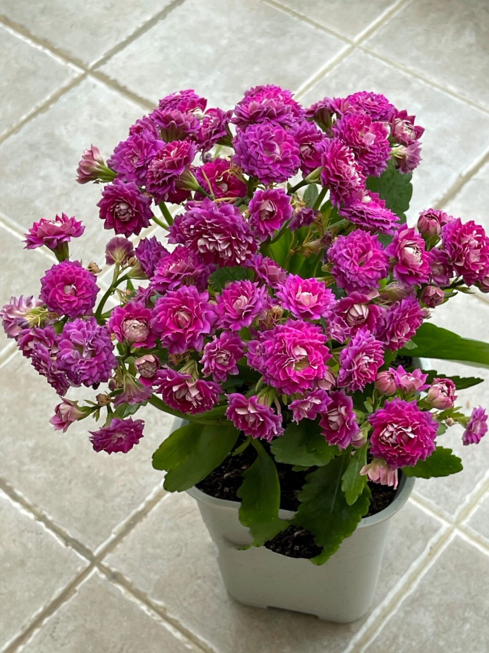 发现开败的长寿花丽娜更美 到老人家里发现这盆即将开败的丽娜竟然