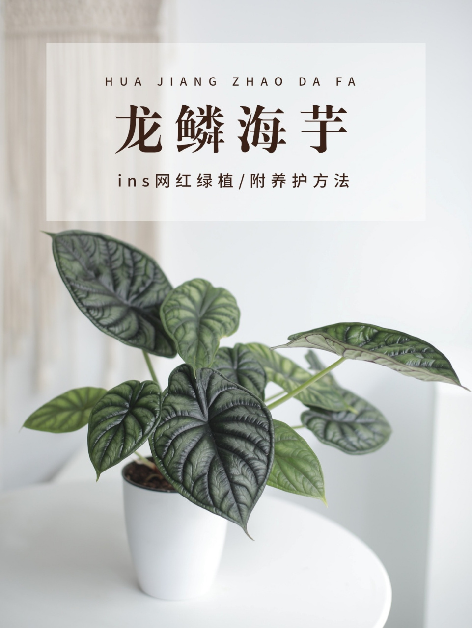 龙鳞海芋|高颜值ins网红绿植(附养护方法) 今日分享的是近两年风很大