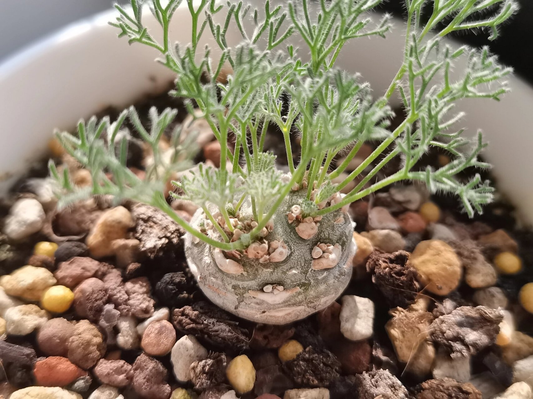 佛系干养的白皮月界,非常扎实 200,2.