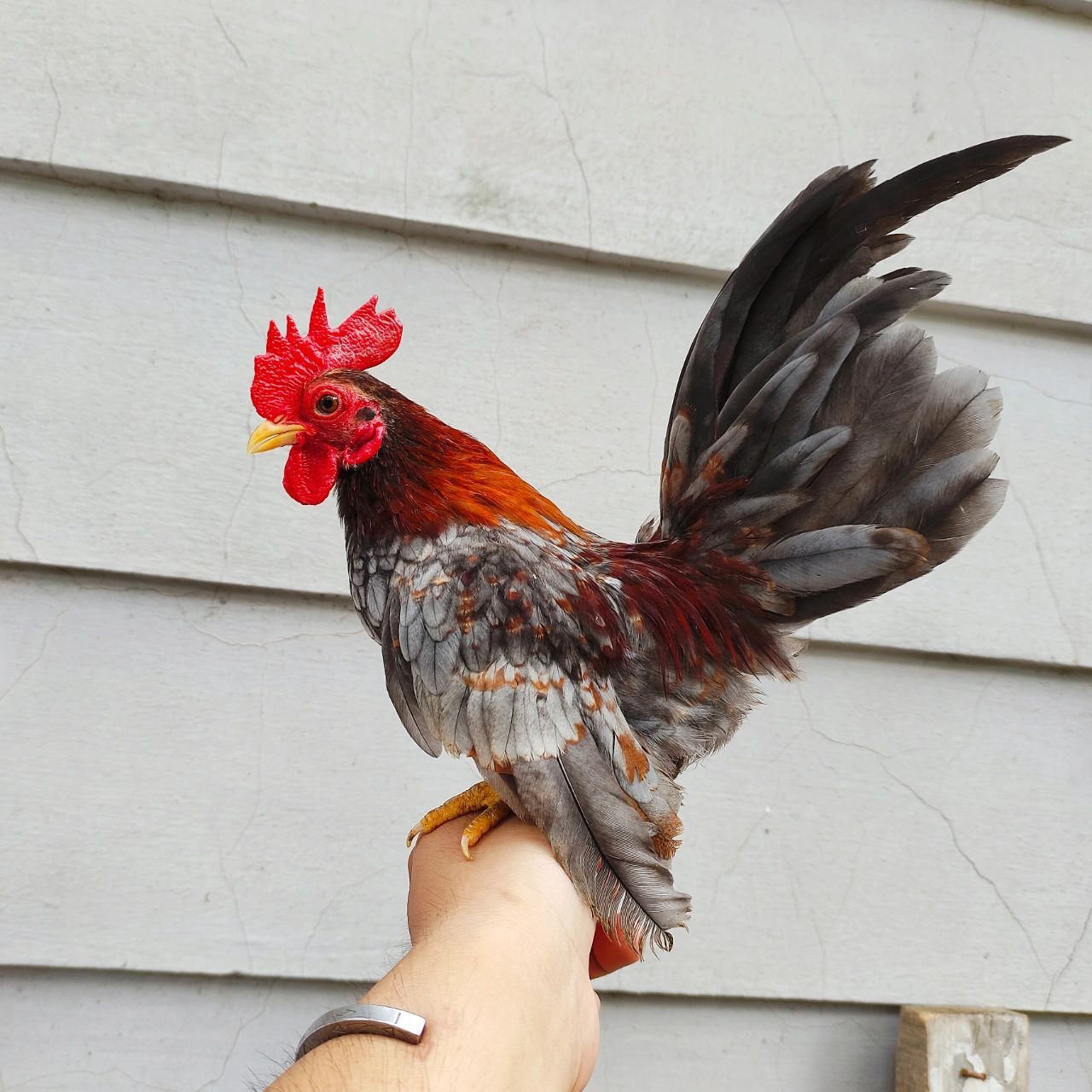 塞拉玛观赏鸡    塞拉玛观赏鸡是世界上矮脚鸡里面体型最小,体重最轻