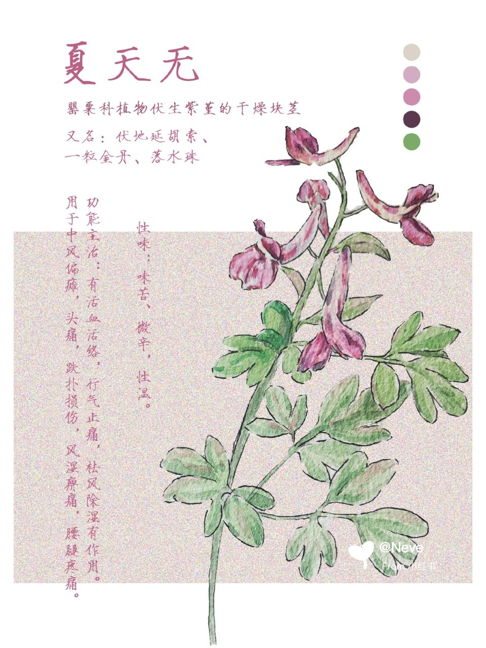 紫堇花的茎特点图片