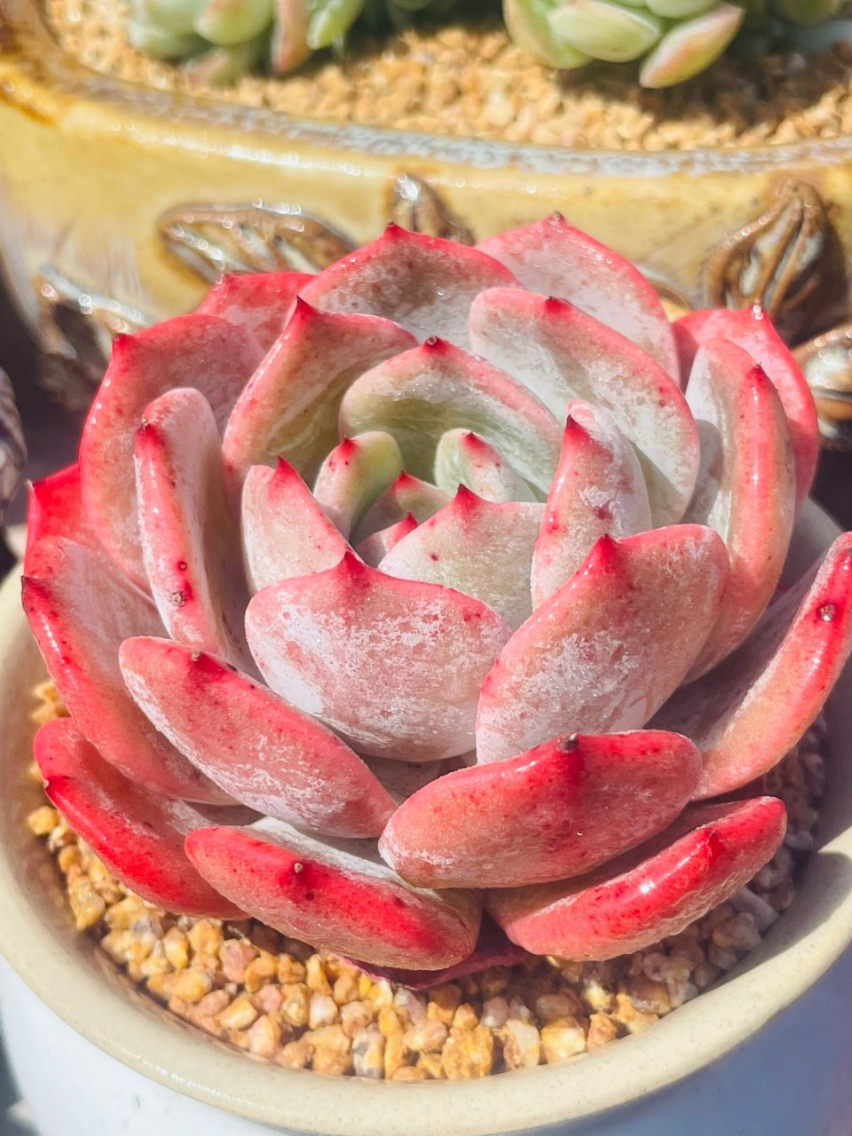 多肉的样子描述 在繁忙的都市生活中,一抹绿色总能给人带来宁静与舒适