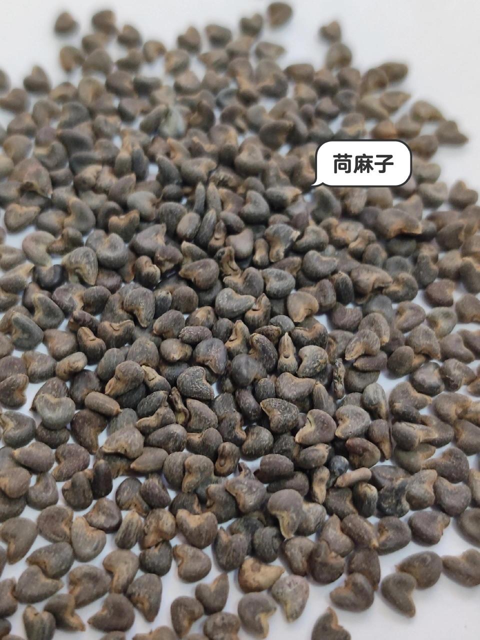 茼麻子别名图片