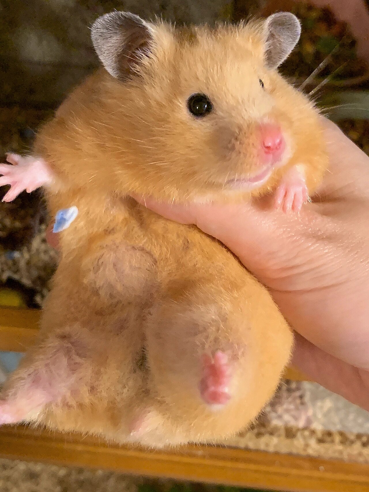 我把一只米熊养成了.