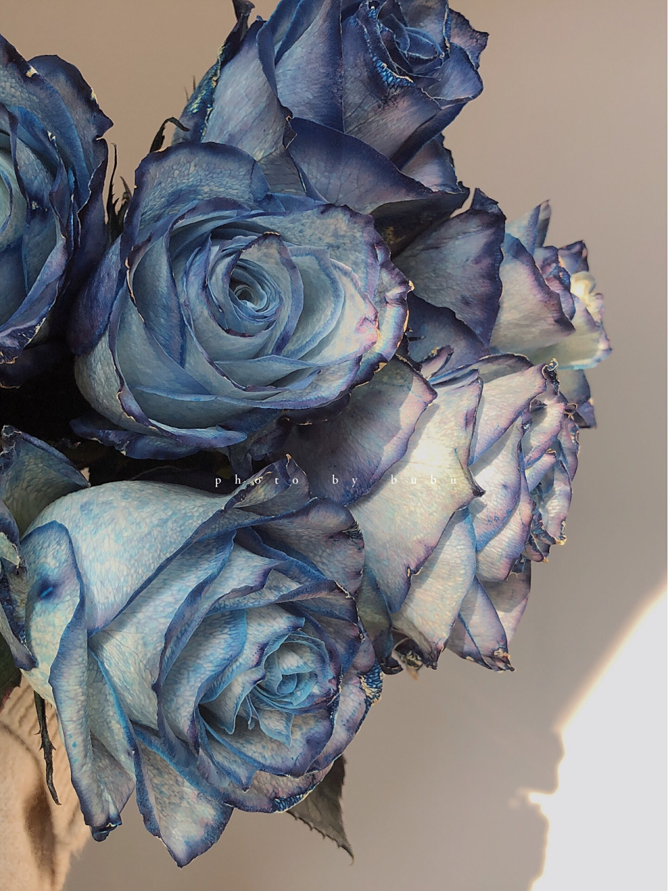 肯尼亚玫瑰 信天翁 比较懒 年前的图一直都没有发 前面4张花期为第7天