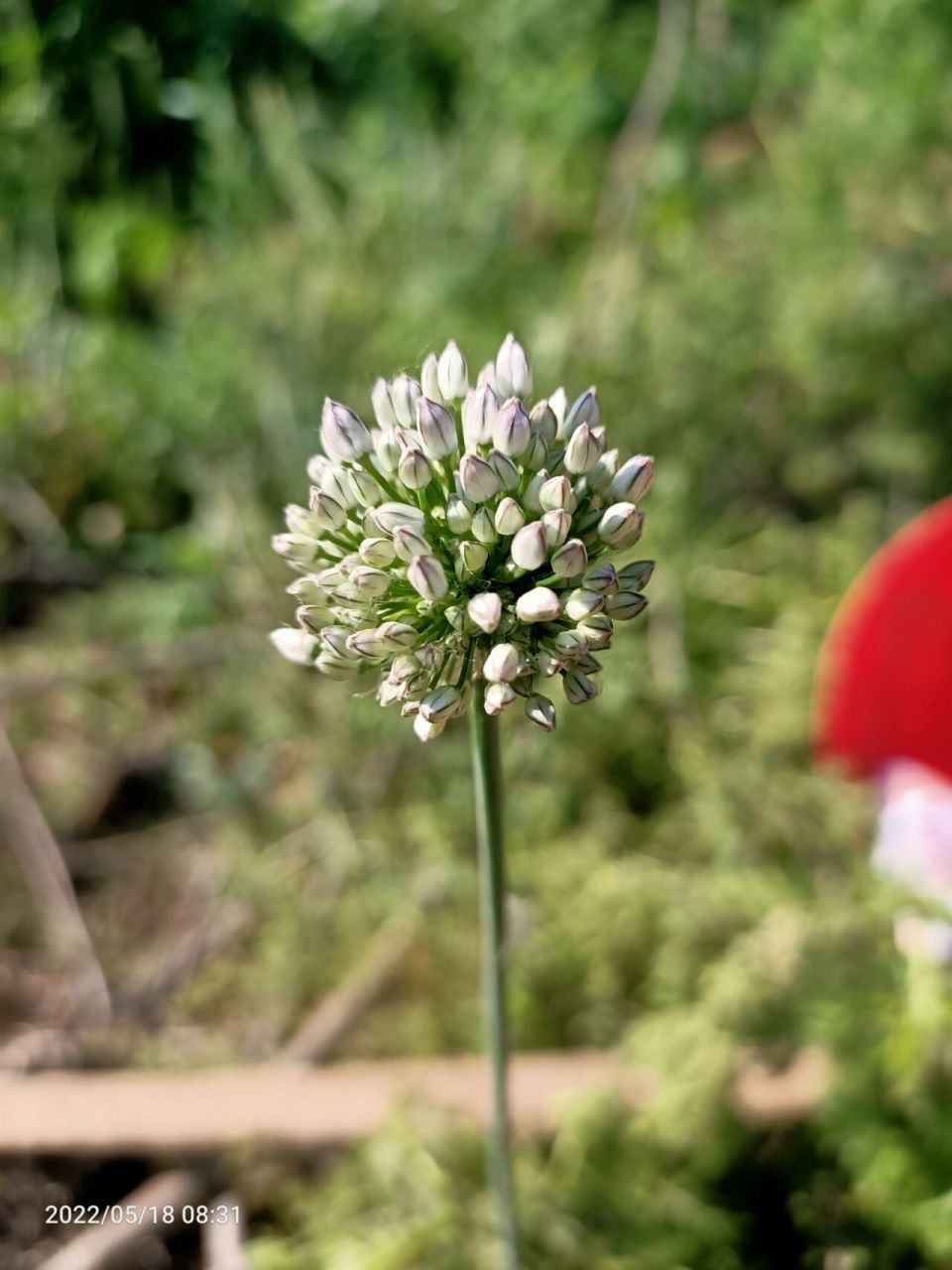 野蒜花 小野花,第一次见,仔细看叶子原来是野蒜