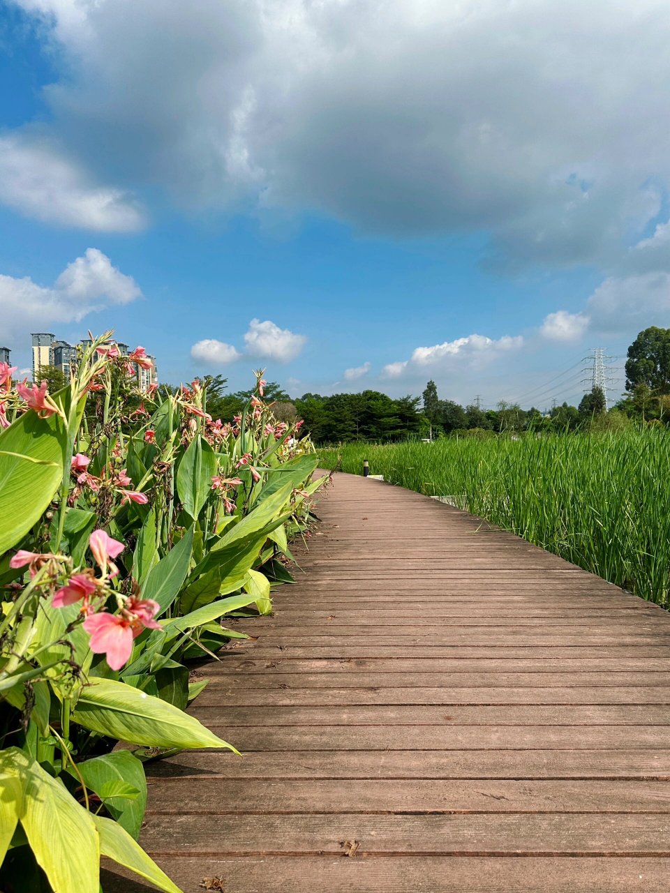 08|观澜河湿地公园一游 来做义工清洁 顺带秋游 不需要滤镜的好天气