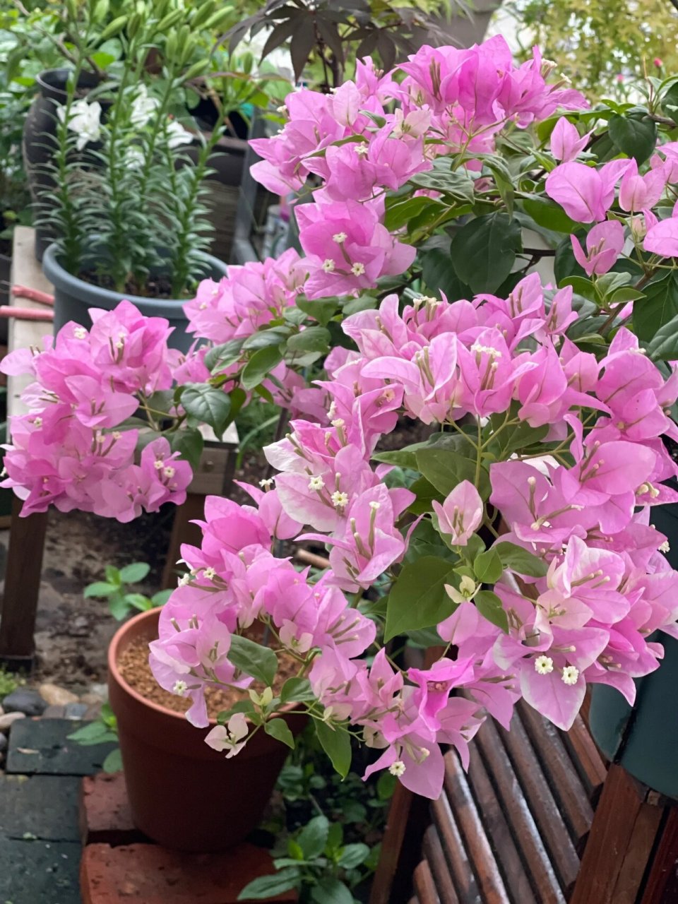 广红樱,一不小心就爆花的三角梅品种.