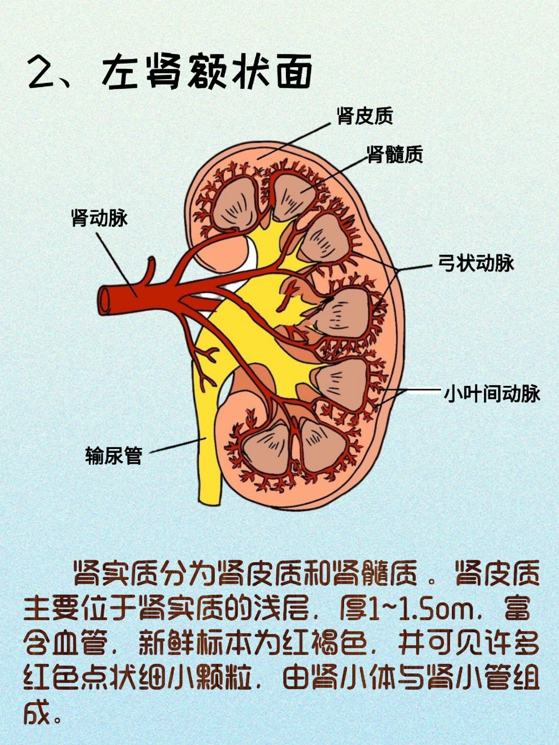 器官解剖之肾脏  简介 肾 是实质性器官