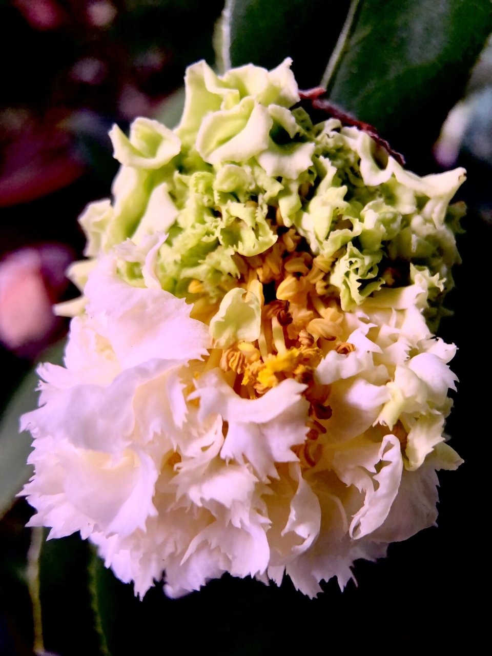 两年来第一次成功开放的绿可娜茶花 养了两年的绿可娜 终于有半朵花