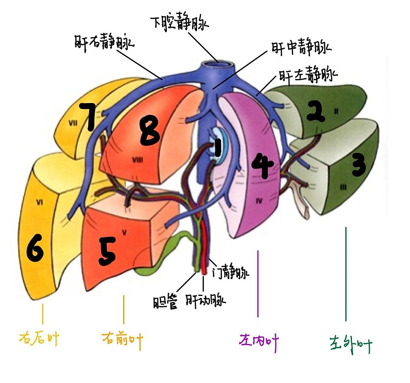 肝的分段和分叶 好久没更新啦 感觉刚期中考完又要