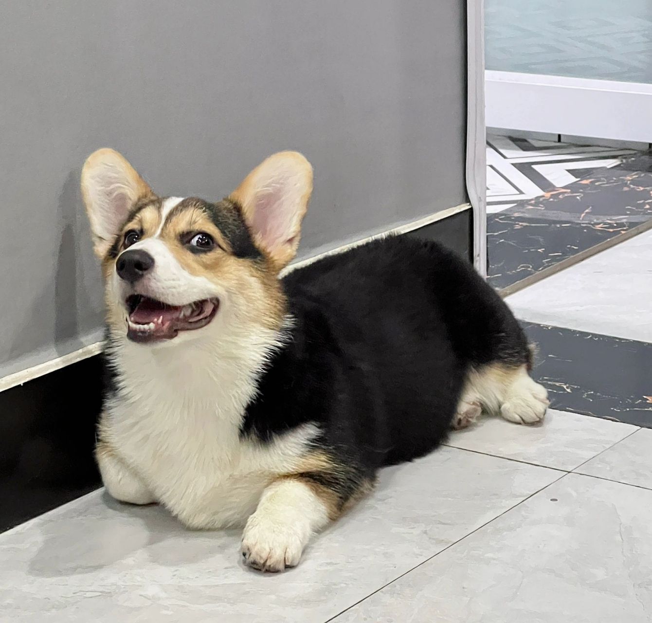 柯基犬|三色基 推给喜欢柯基的姐妹们