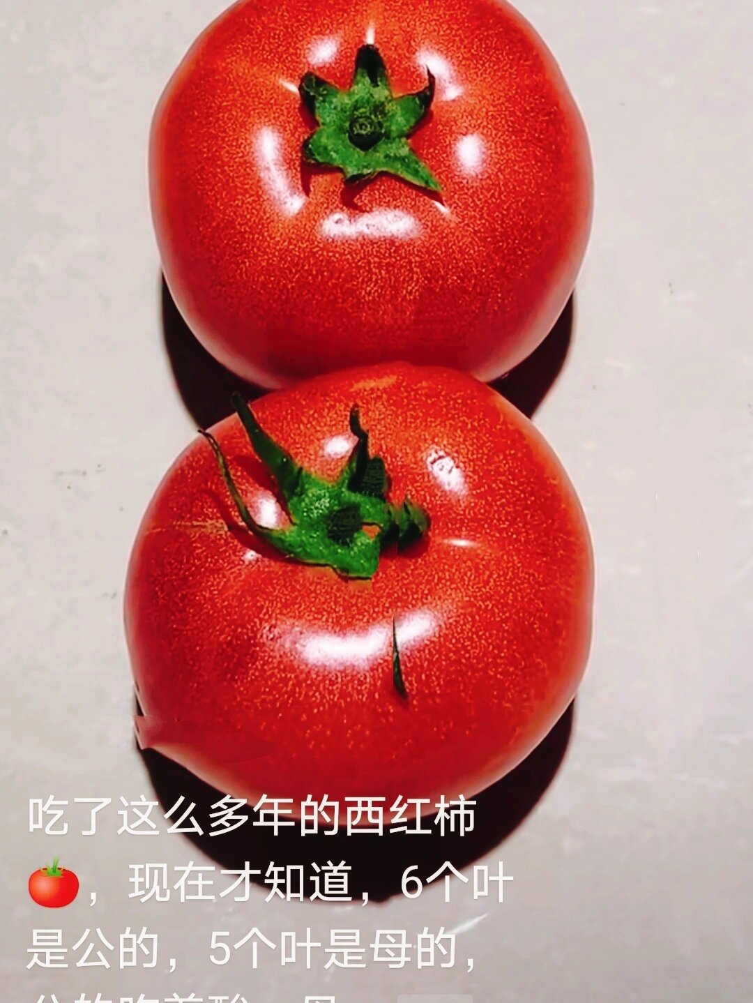 原来西红柿也分公母,5个叶子是母的.6个叶子是公的