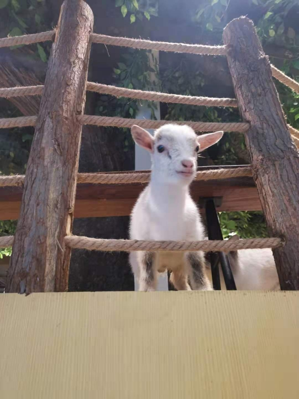 侏儒羊 | 世界上最小的羊来到你身边啦 你见过这么小的羊吗?