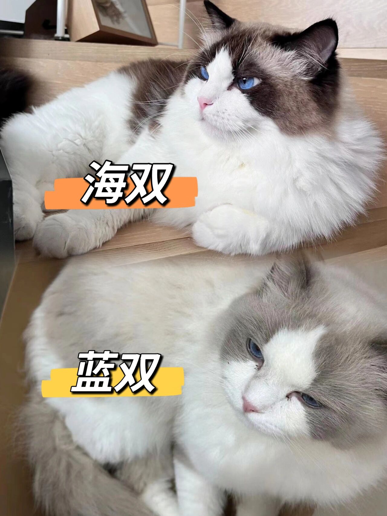 一图分清海双和蓝双,海双就是黑色,蓝双就