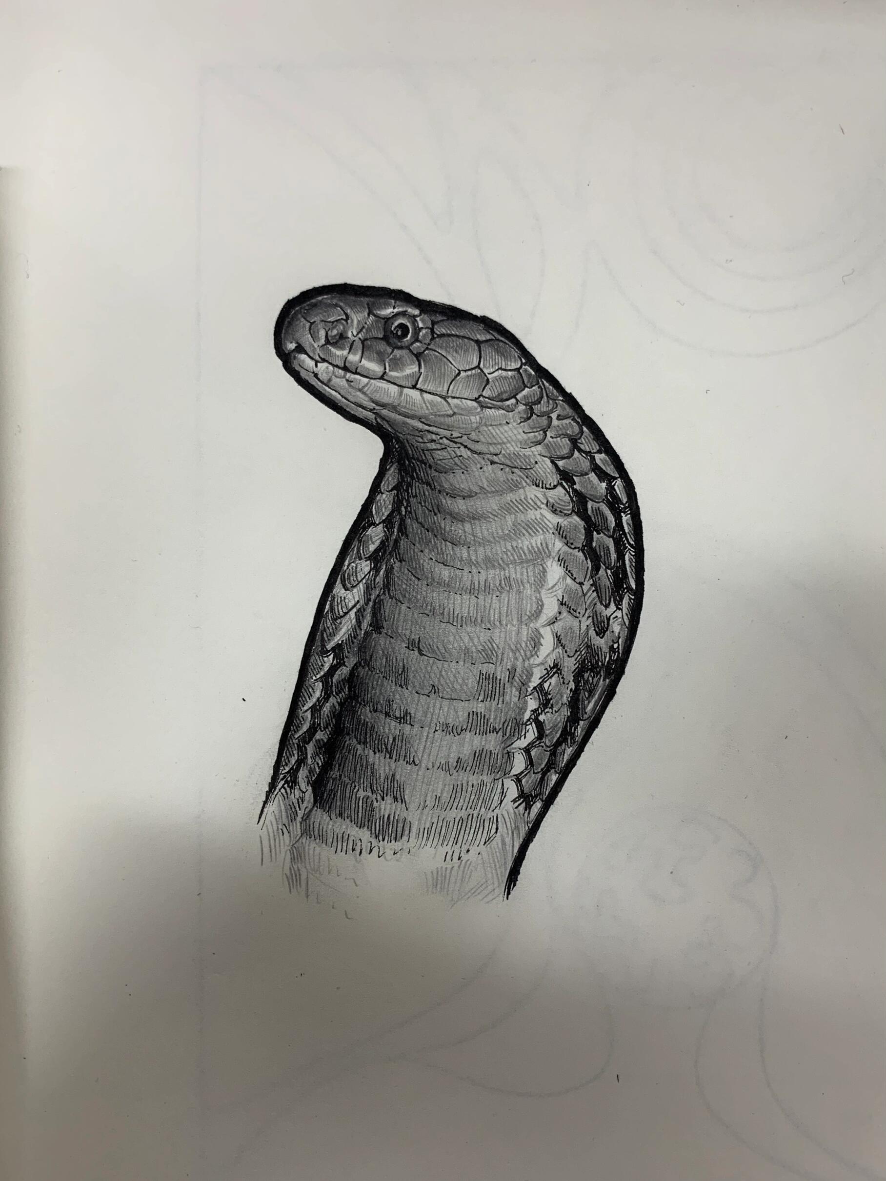 速写-眼镜王蛇
