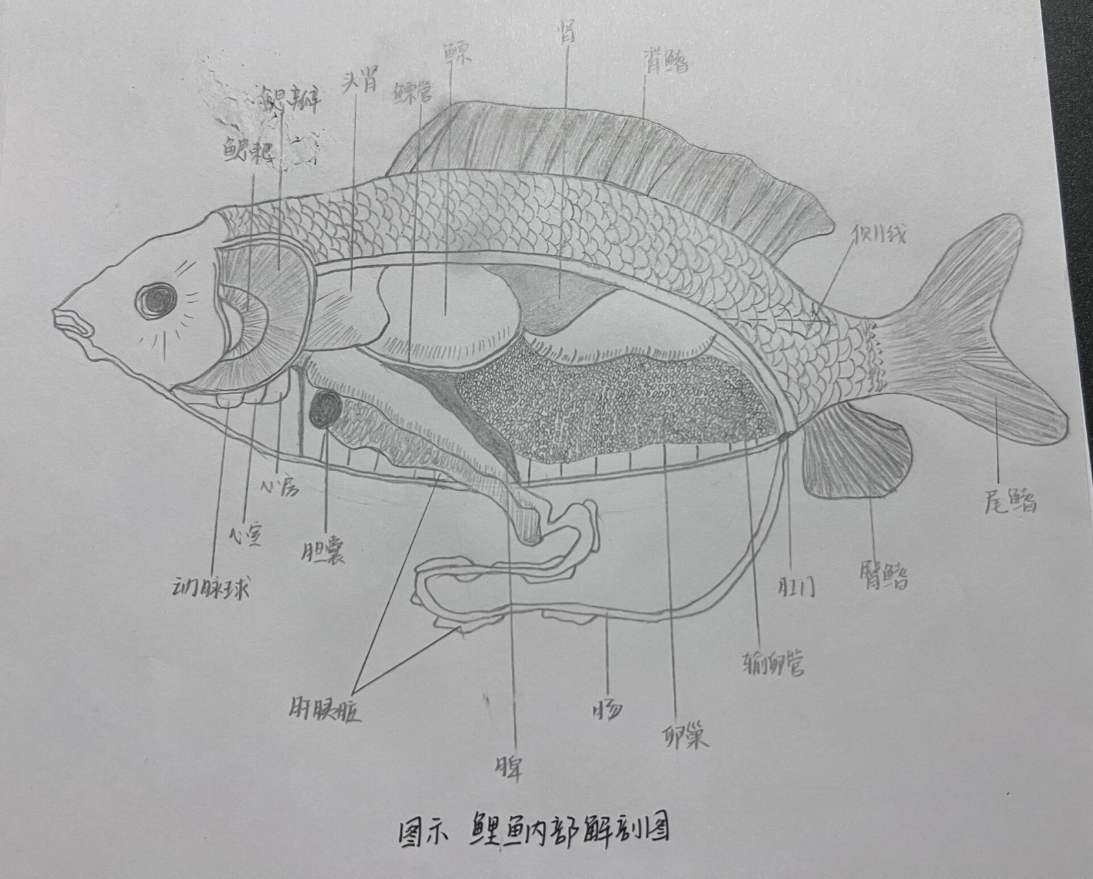 草鱼内脏解剖图图片