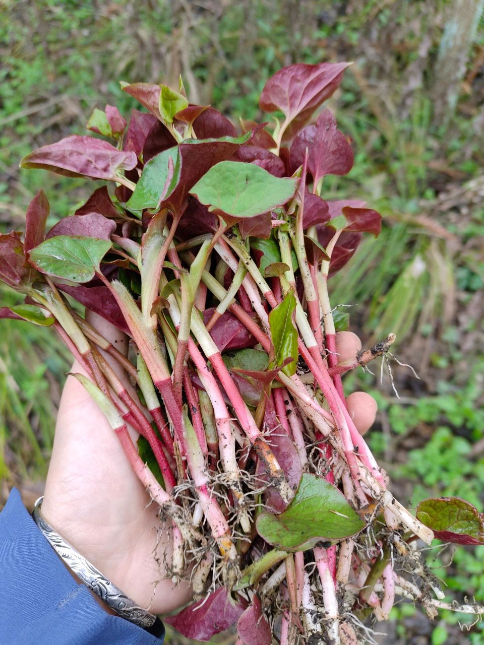 药食同源之|高山折耳根 这个季节高山折耳根正是萌发的时候,白白嫩嫩