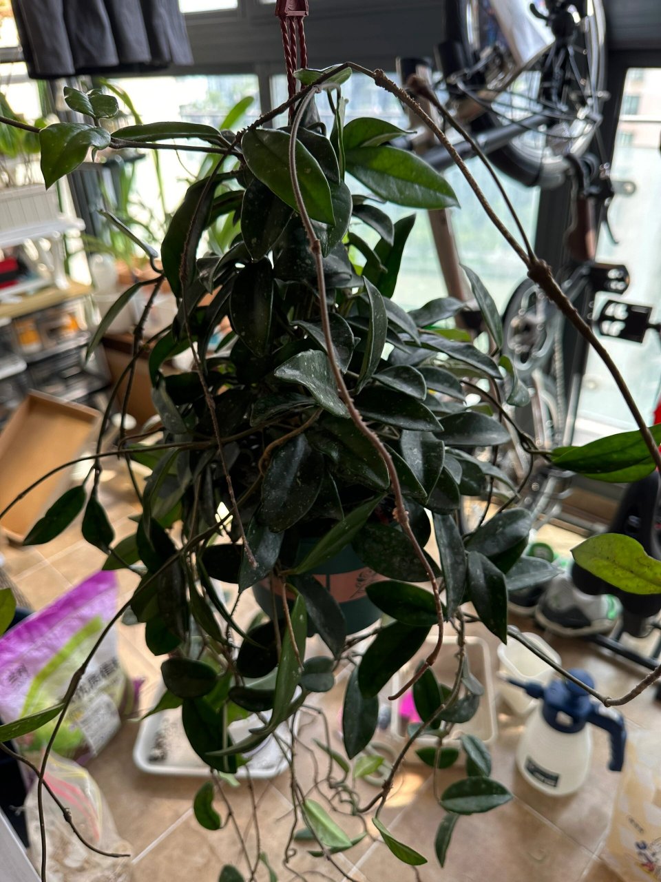 救命,球兰怎么修剪啊 在虹越花33块买了盆银斑球兰,收到货竟然有辣么