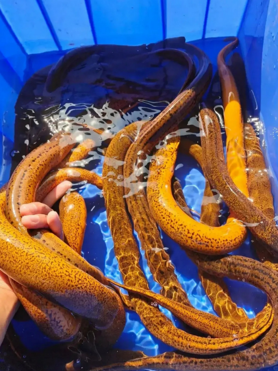 鳝鱼的做法多样,可红烧,清蒸,煮粥等,味道鲜美可口,深受