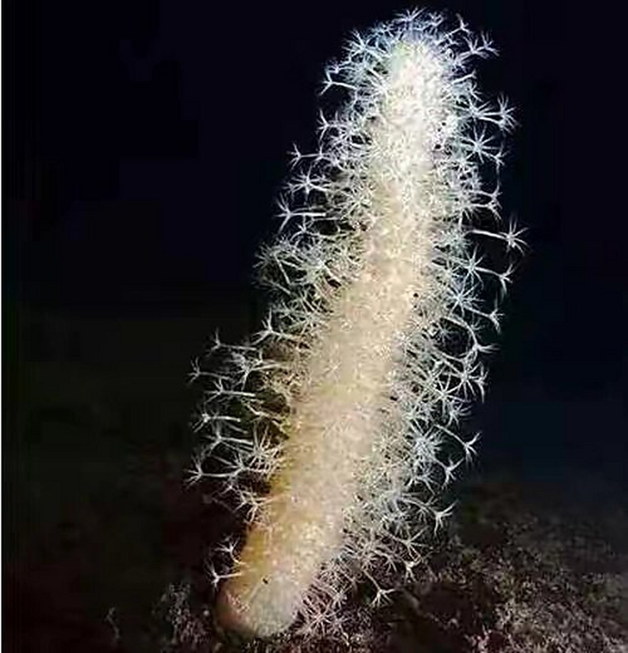 海洋生物-海仙人掌 🪸 海仙人掌群体呈棒状,灰白色或淡肉色,下部有