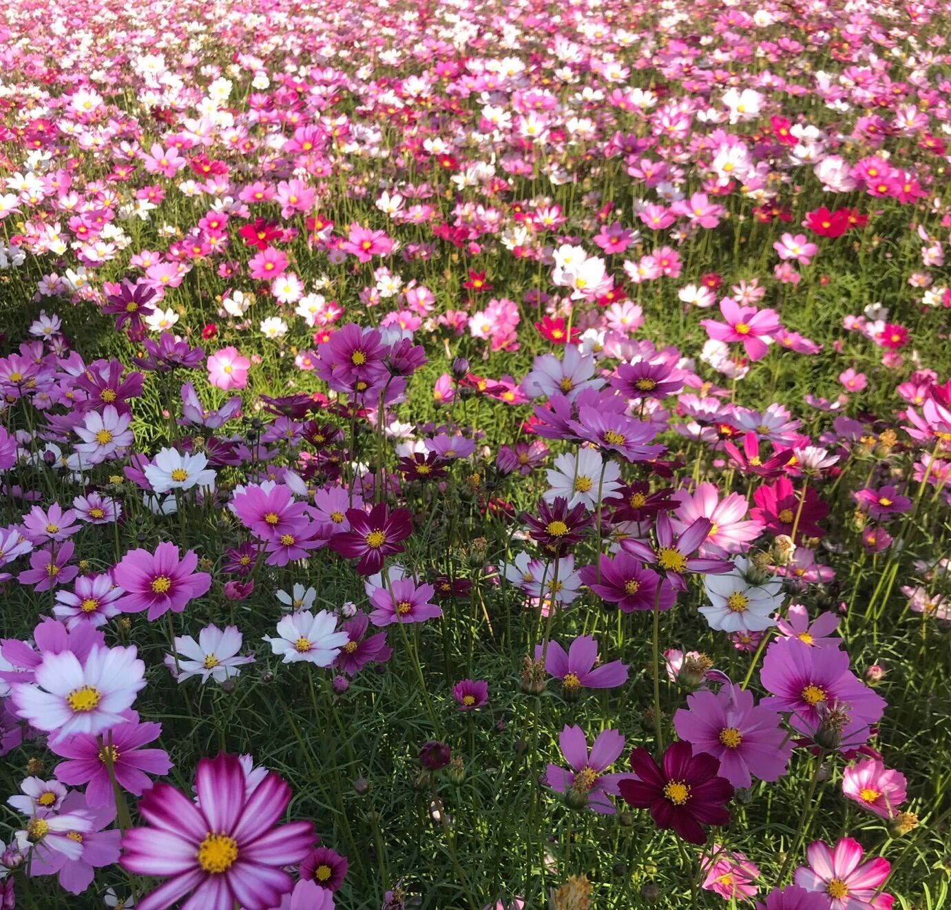 河源大湖寨花海图片