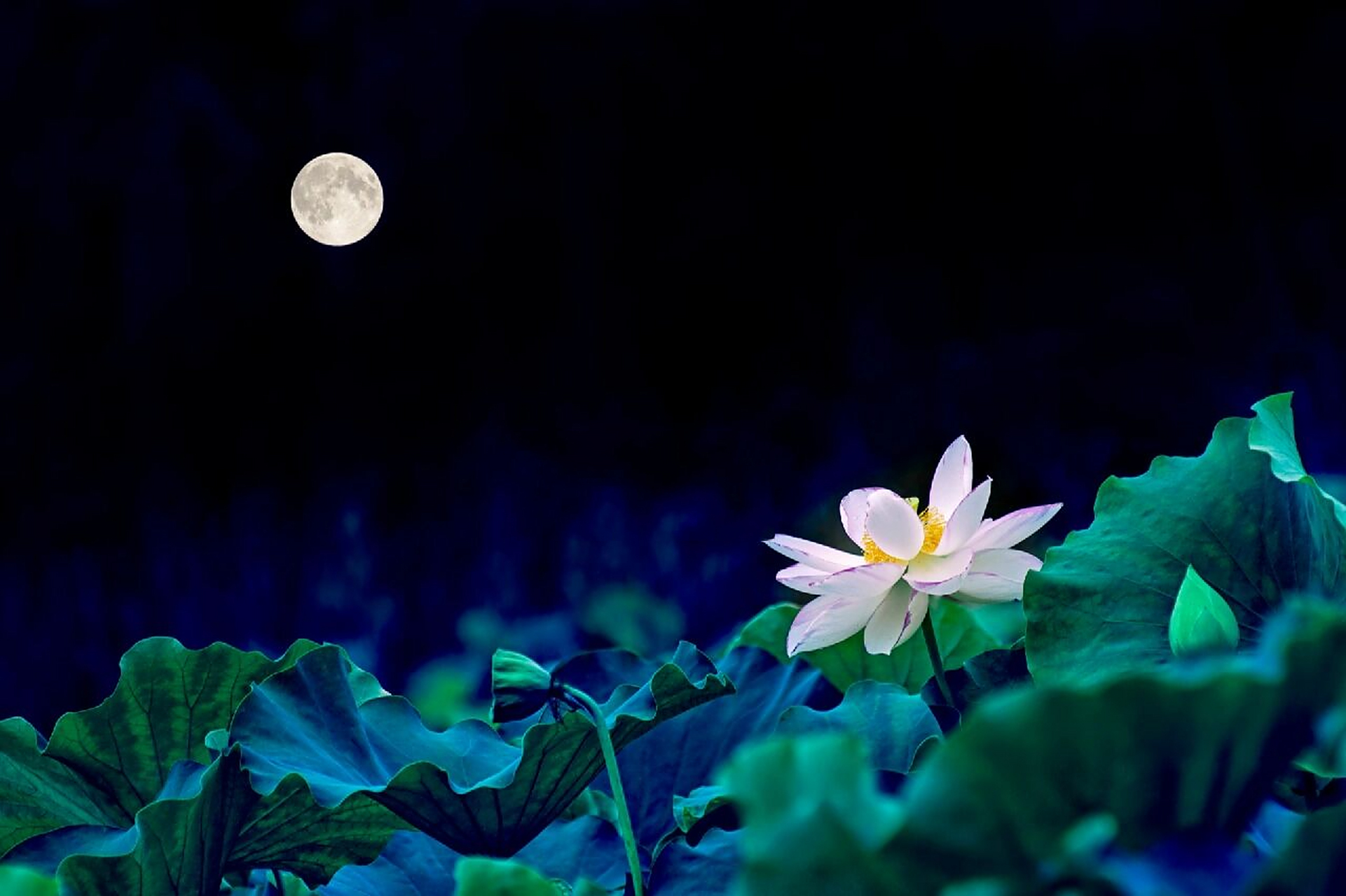 摄影|壁纸|夏日荷塘|荷塘月色|意境荷花 95959595 穿过繁华的