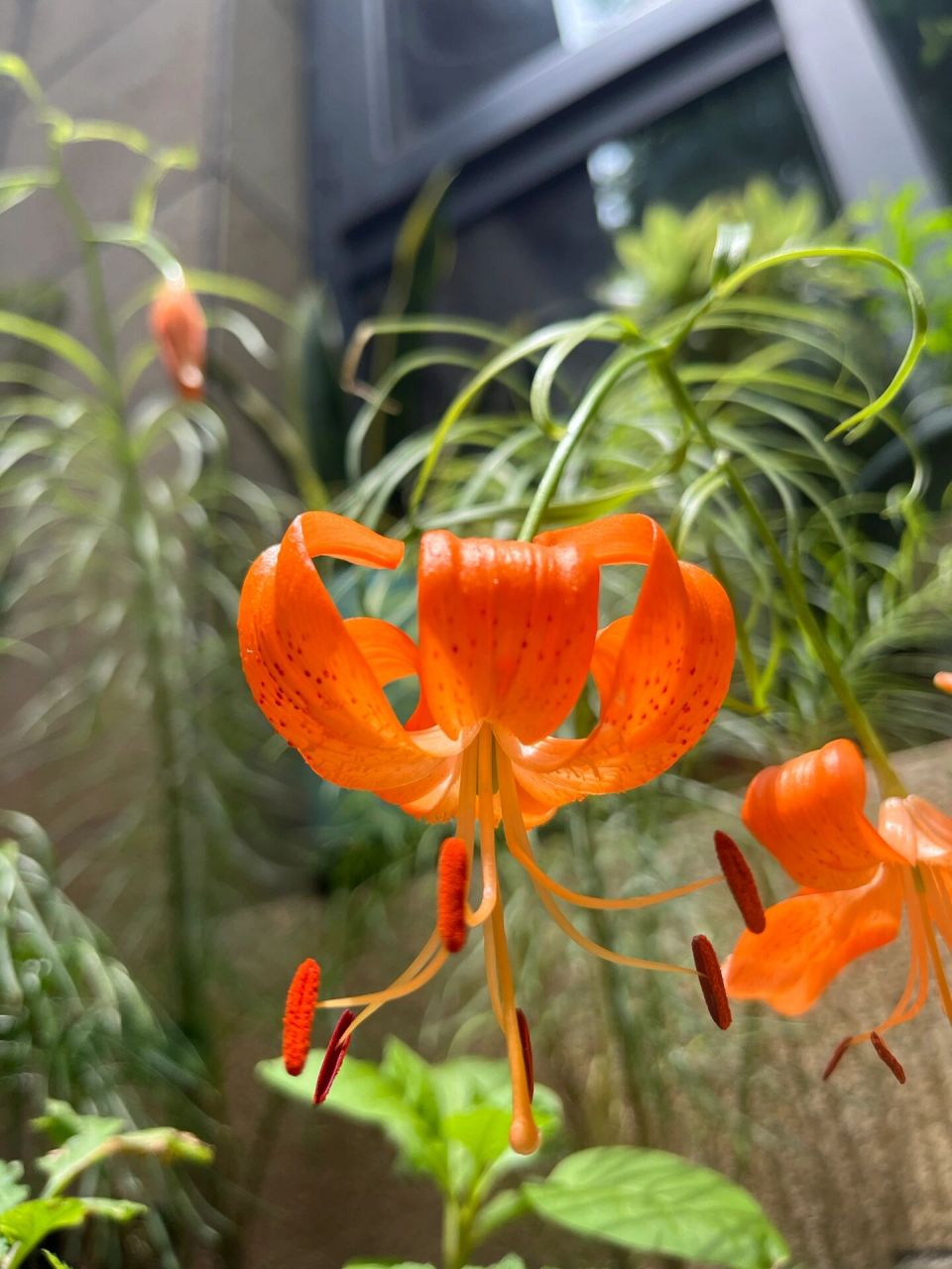 食用兰州百合开花 去年春末种下的三头菜市场买来的食用兰州百合,发了