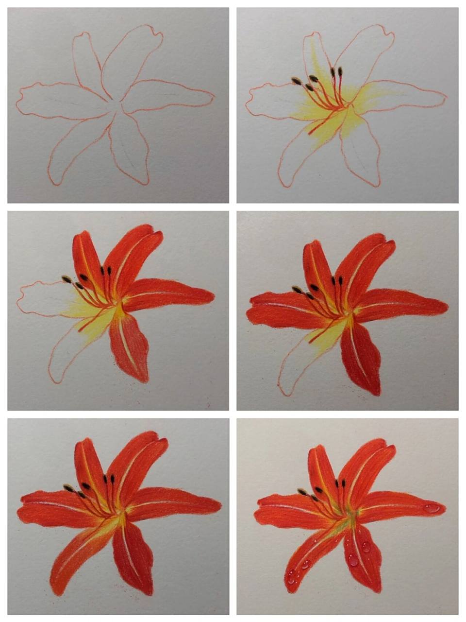 彩铅萱草花(绘画步骤图)