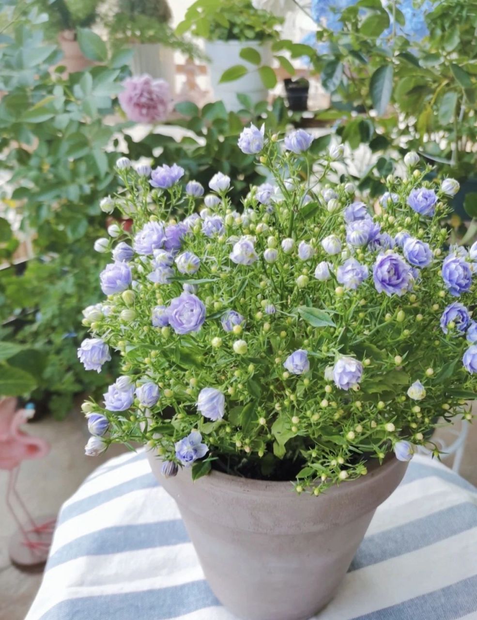 盆栽|重瓣风铃草90草花界的"颜值扛把子 买花98可7715 	 上个