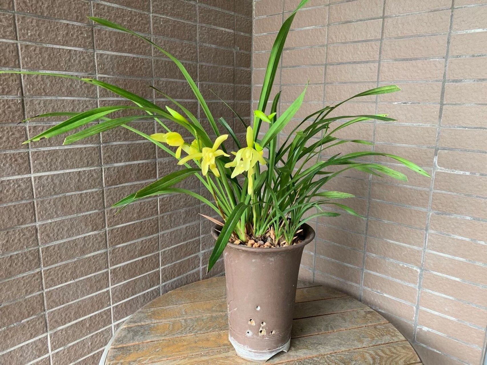 2021年8月黄金小神童兰花开花了