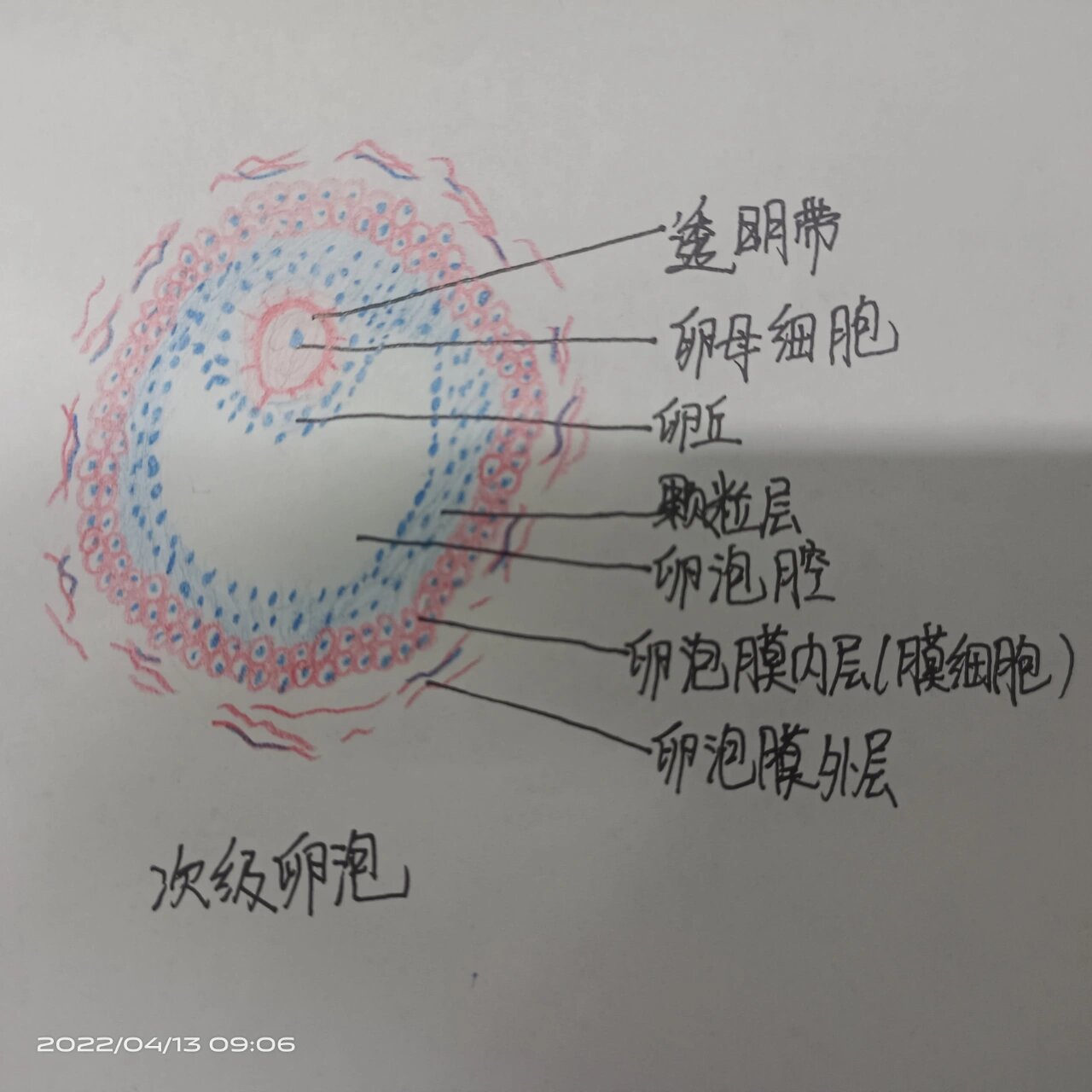 次级生长卵泡