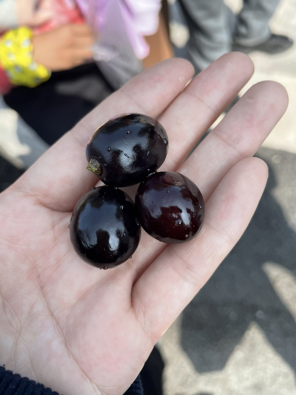 嘉宝果 第一次吃 我觉得味道比提子更好吃些 嘉宝果 第一次吃 我觉得