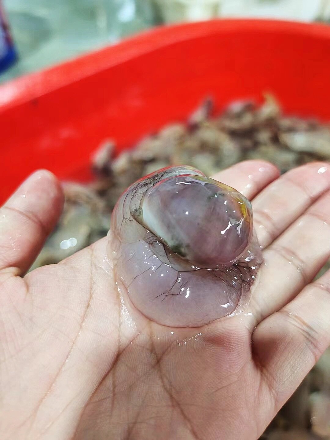 90香螺vs猫眼螺 区分