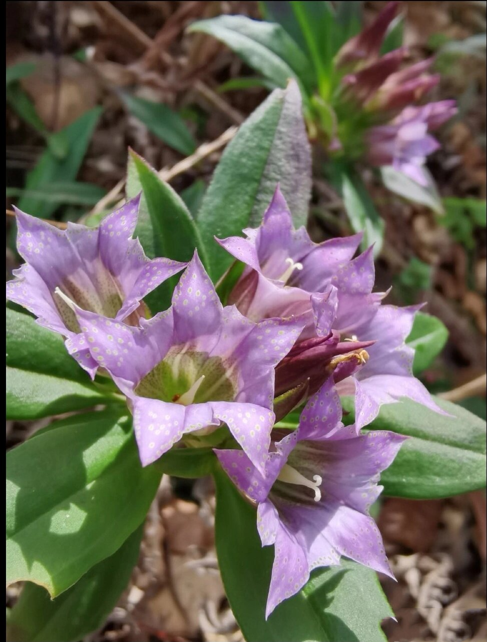 滇龙胆草 滇龙胆草,龙胆科,龙胆属,生川西南.