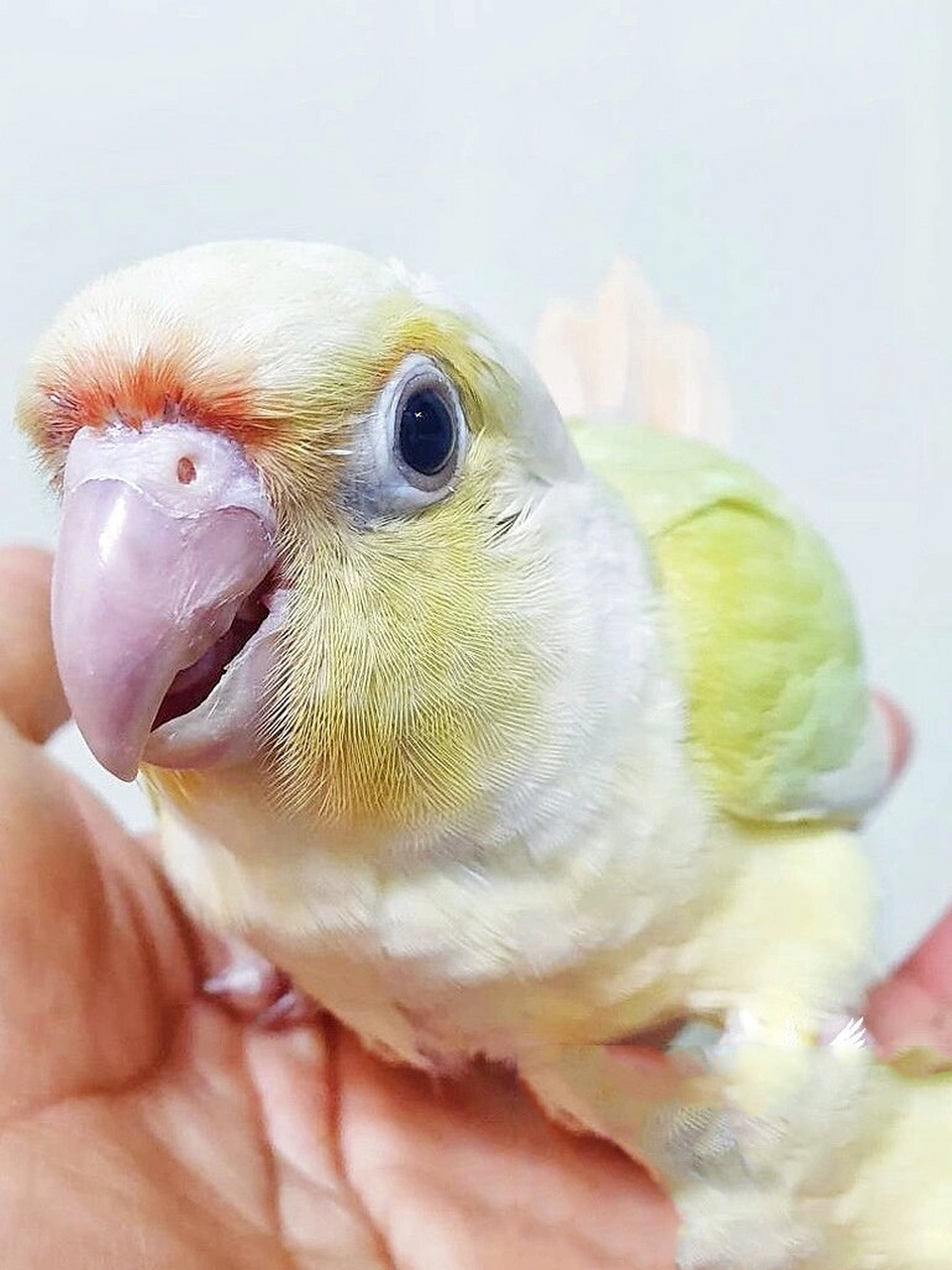 被月亮小太阳鹦鹉的颜色仙到了吗?