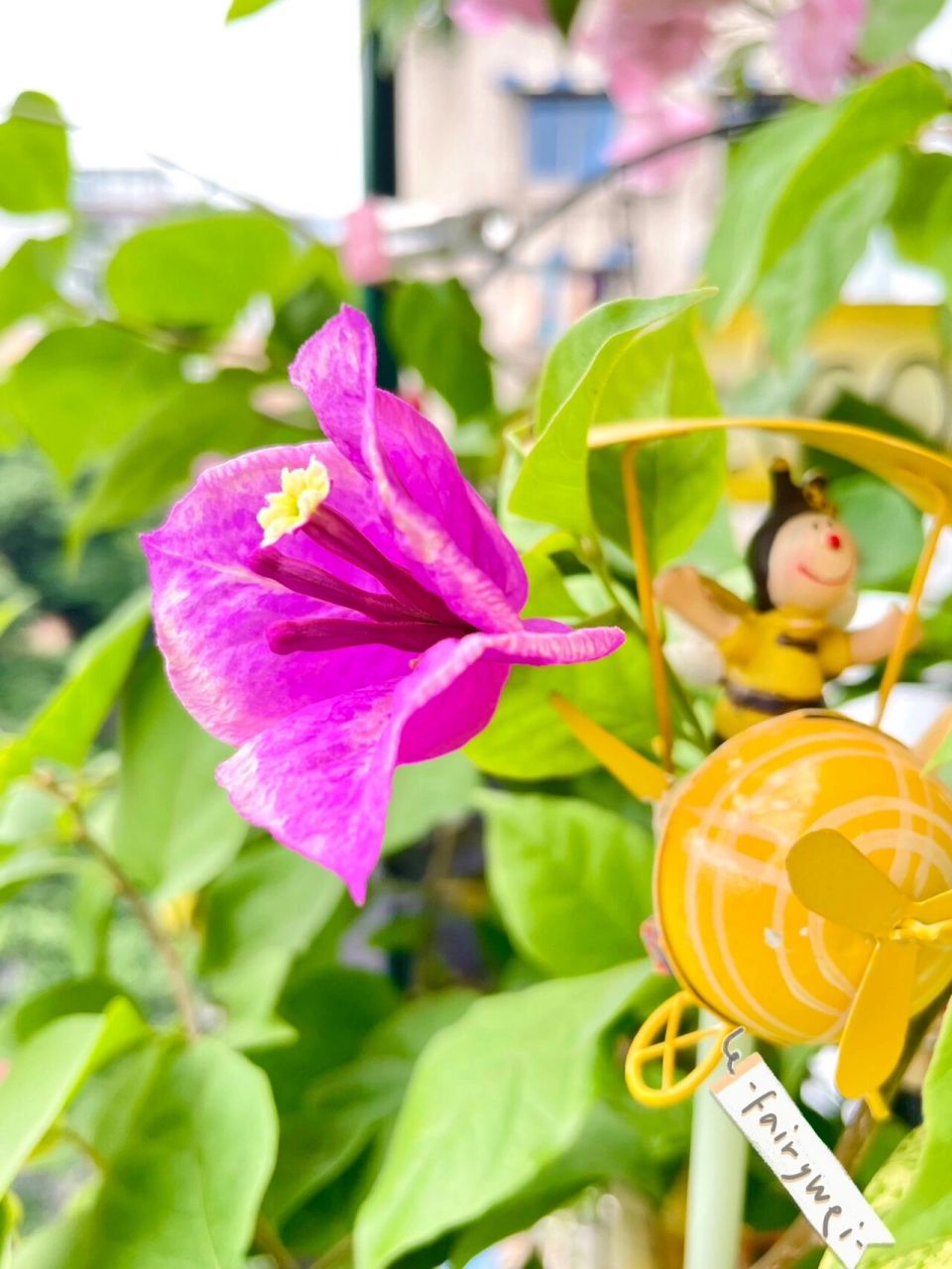 三角梅～六翼天使开出来花中花? 我有两颗六翼 两颗都是这样 怪好看的