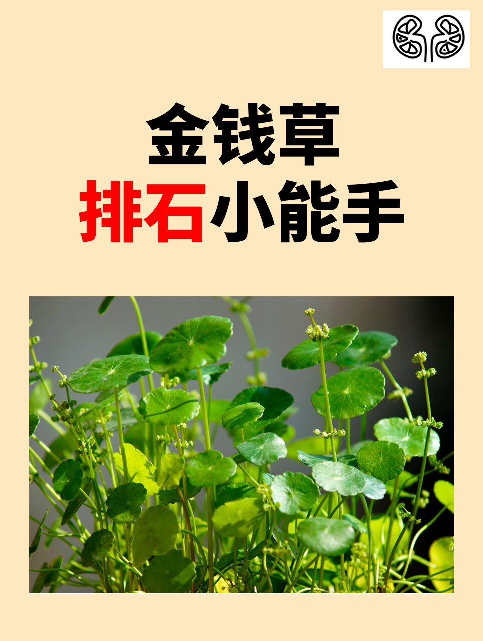 今天给大家介绍一种结石克星——金钱草.